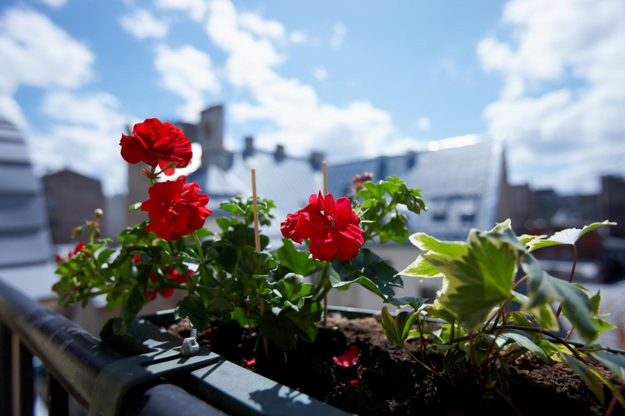 Superior Double Room,727715146:JPEG