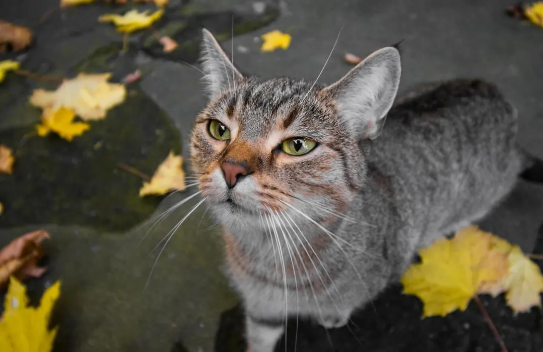 Lion Apartments-1