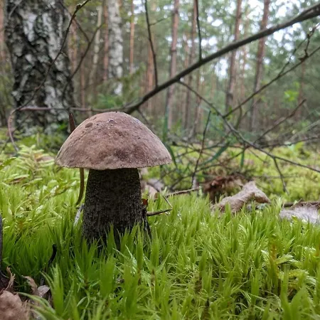 Pensjonat Świtezianka-3