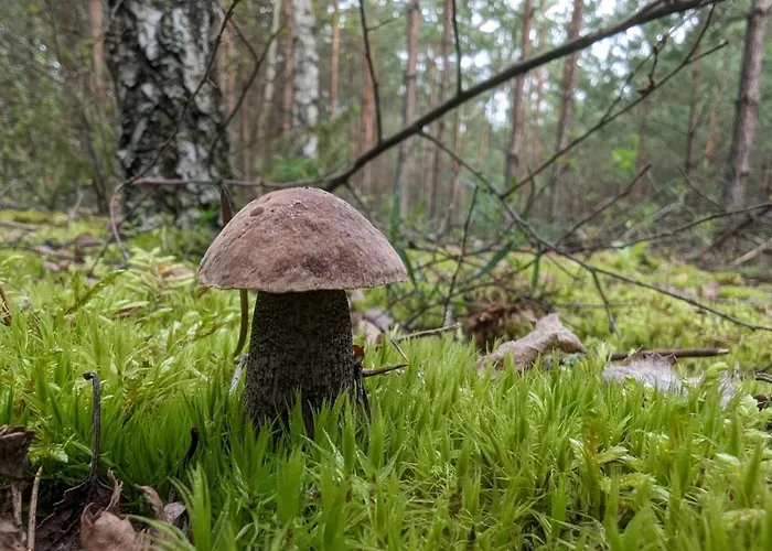 Pensjonat Świtezianka Okuninka