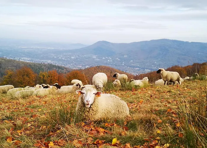 Poniwiec Mała Czantoria Ustroń